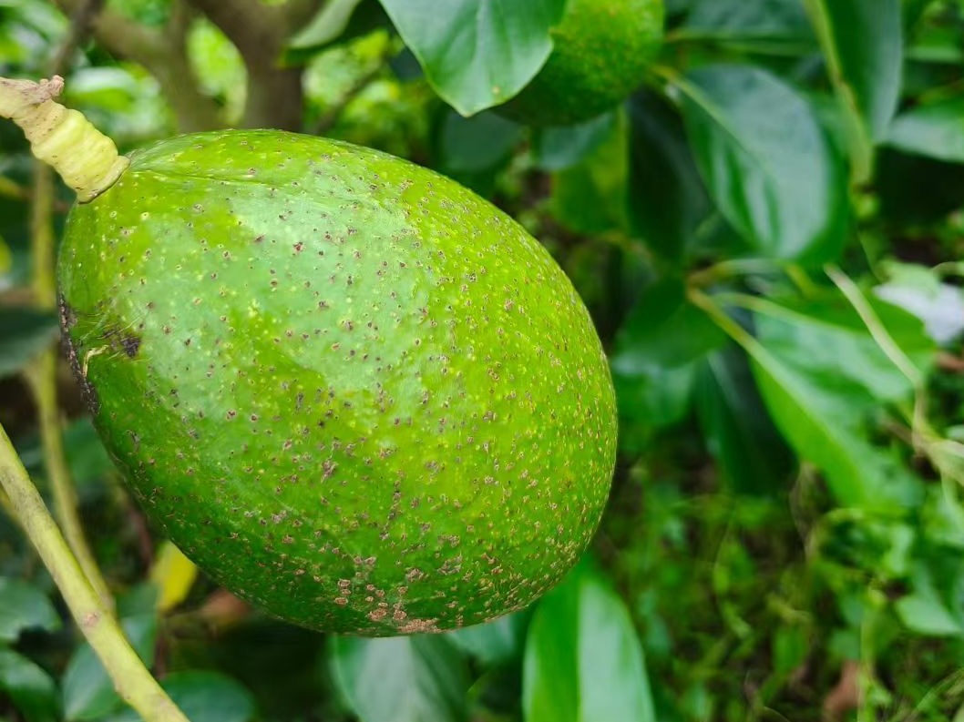 牛油果在廉江塘蓬试种成功