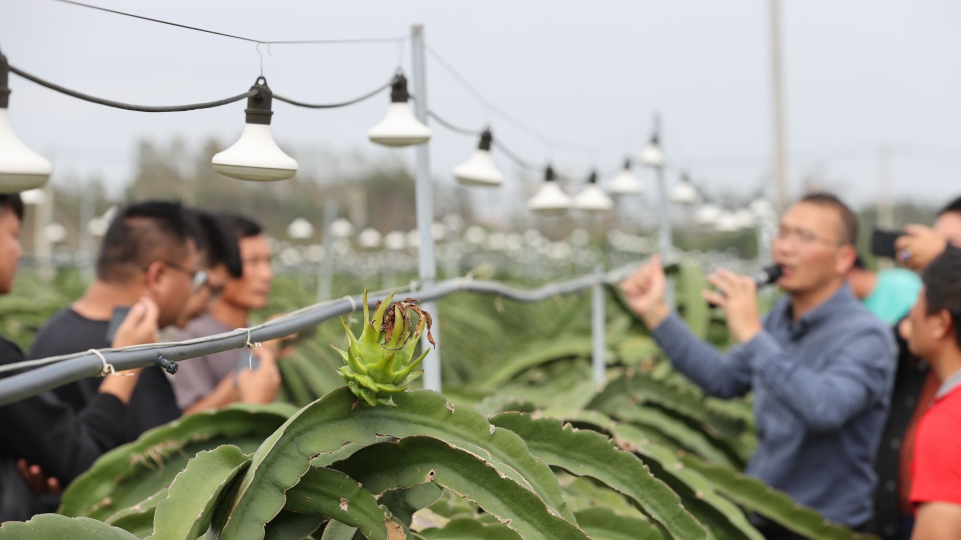 農技賦能增收 助力遂溪縣特色農業高質量發展