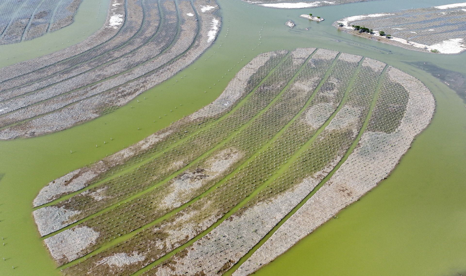 中交广航局湛江生态修复工程项目展示生态新图景