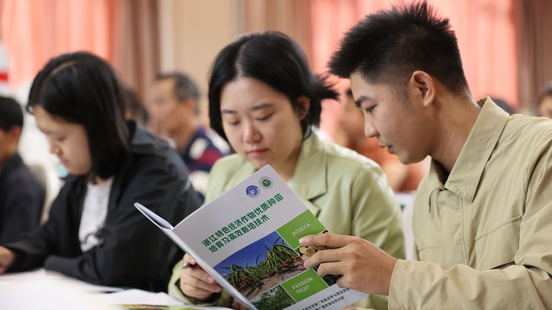 聚焦吴川特色水果产业培育 助农增收