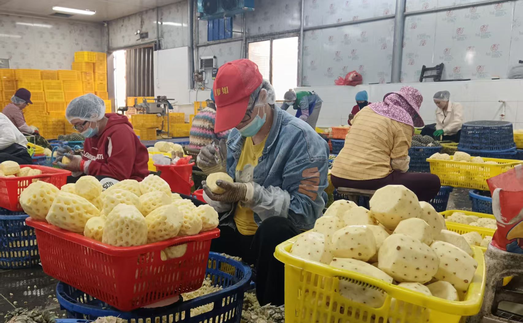 徐闻“益企办”让菠萝产业旺起来