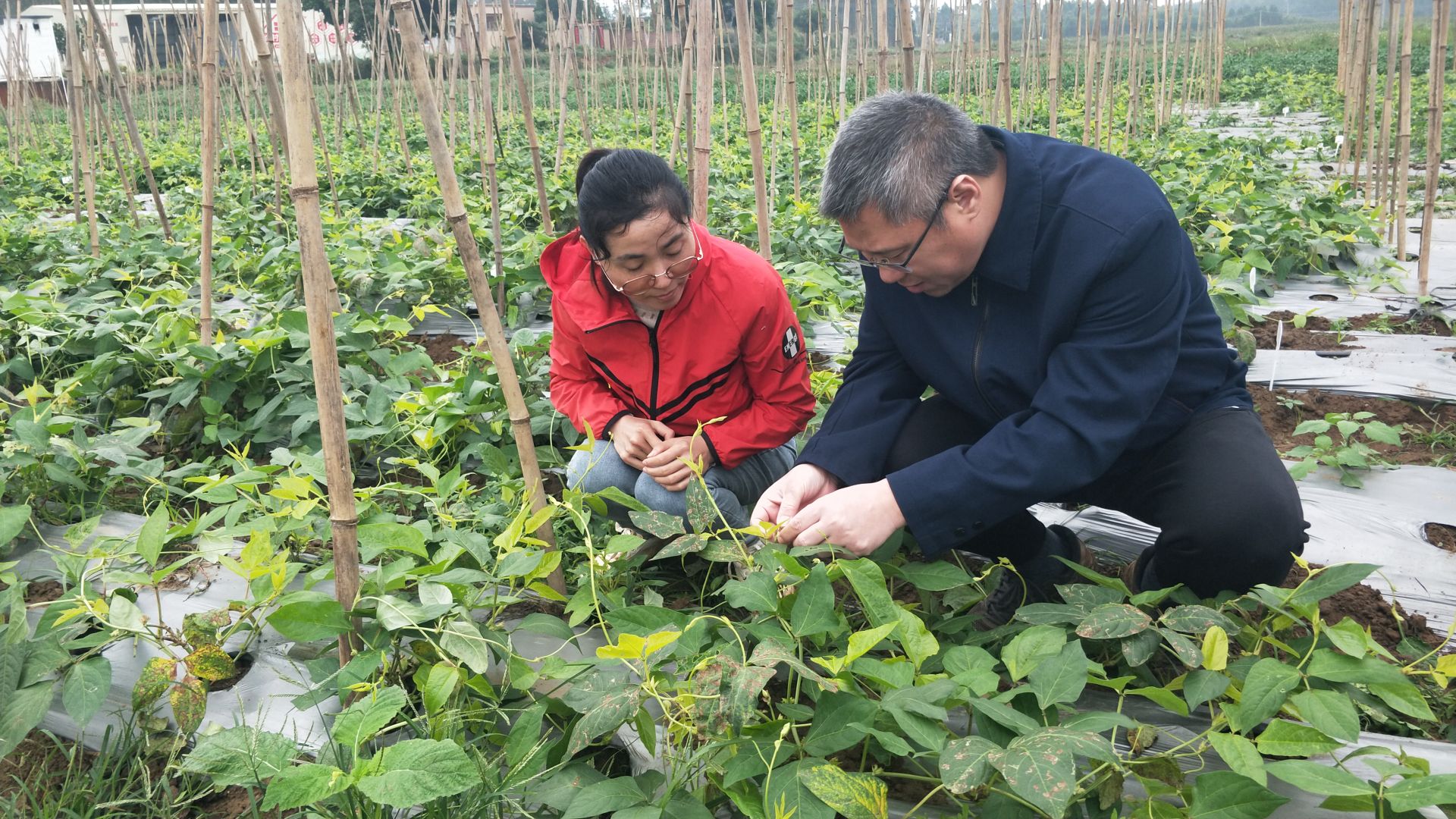 徐聞前山鎮(zhèn):華農(nóng)專家下田頭 撂荒土地生“黃金”