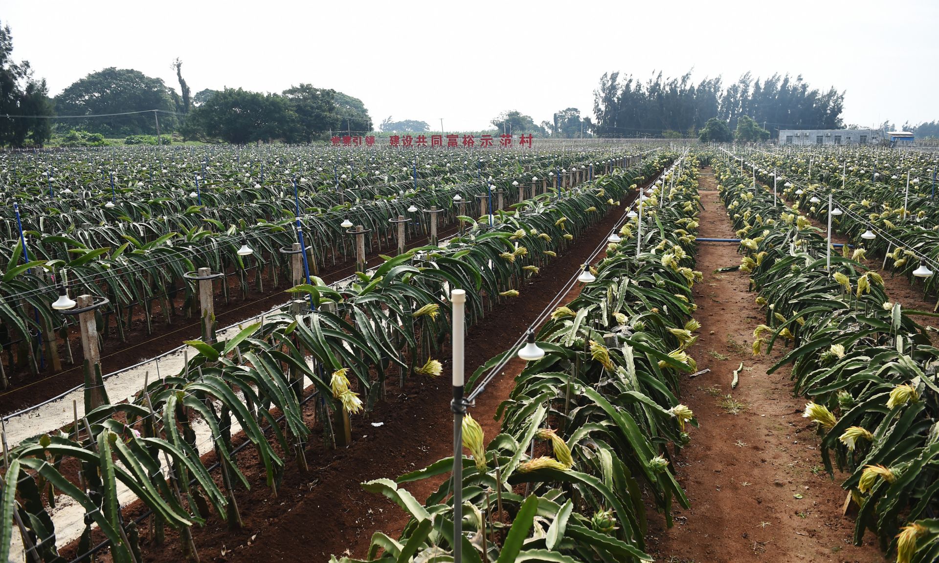 产业擎旗，向海图强！湛江经开区“百千万工程”三年夯基成势