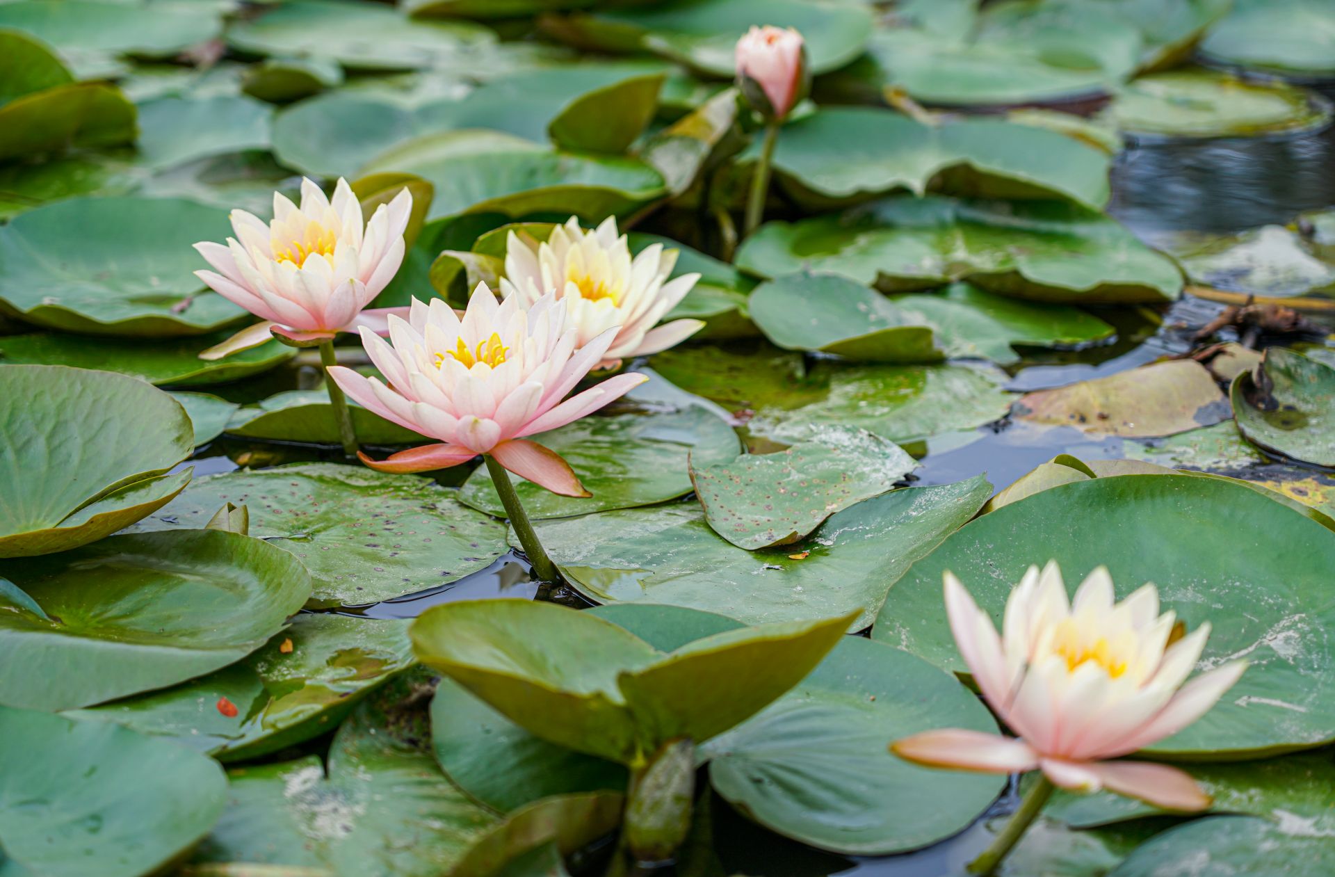 睡莲花开 诗意滨湖