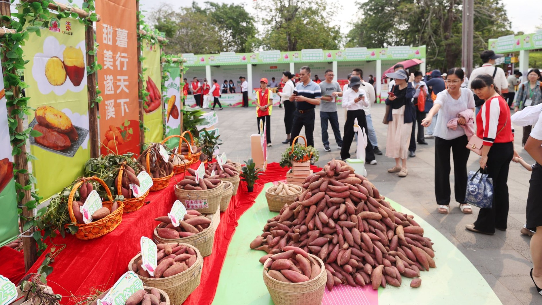 2026广东·遂溪甘薯产业高质量发展大会暨甘薯文化周启幕