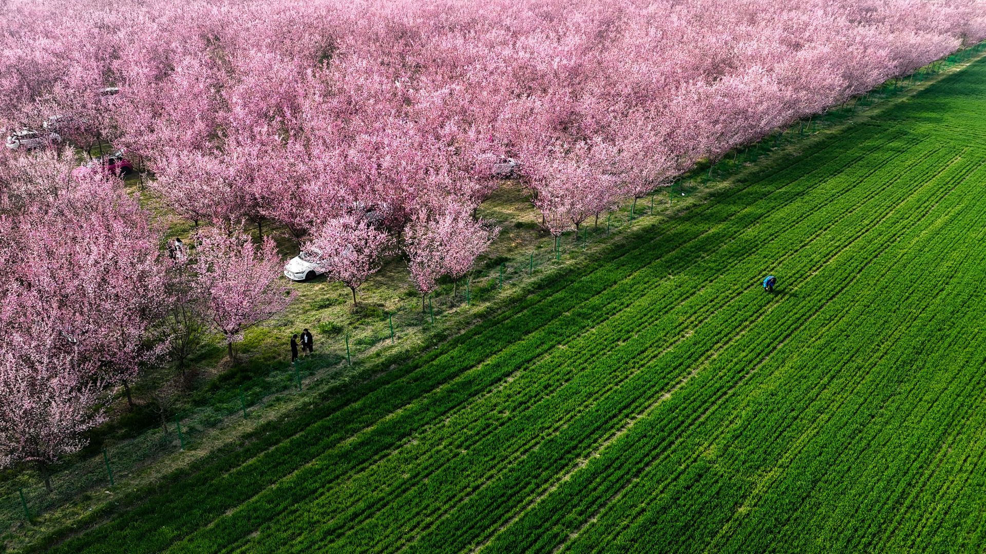 神州春似锦 何处不飞花
