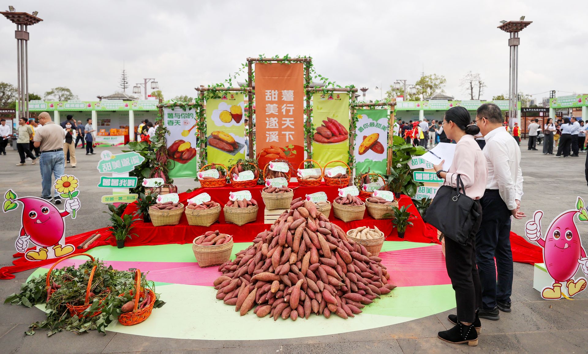 专家学者支招遂溪甘薯产业发展