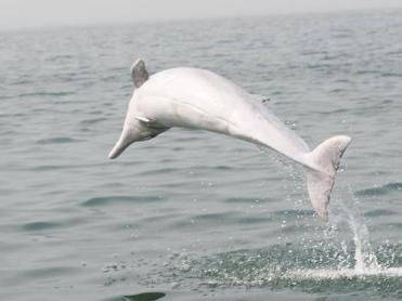 “贵宾”来了！中华白海豚“做客”徐闻外罗港内港
