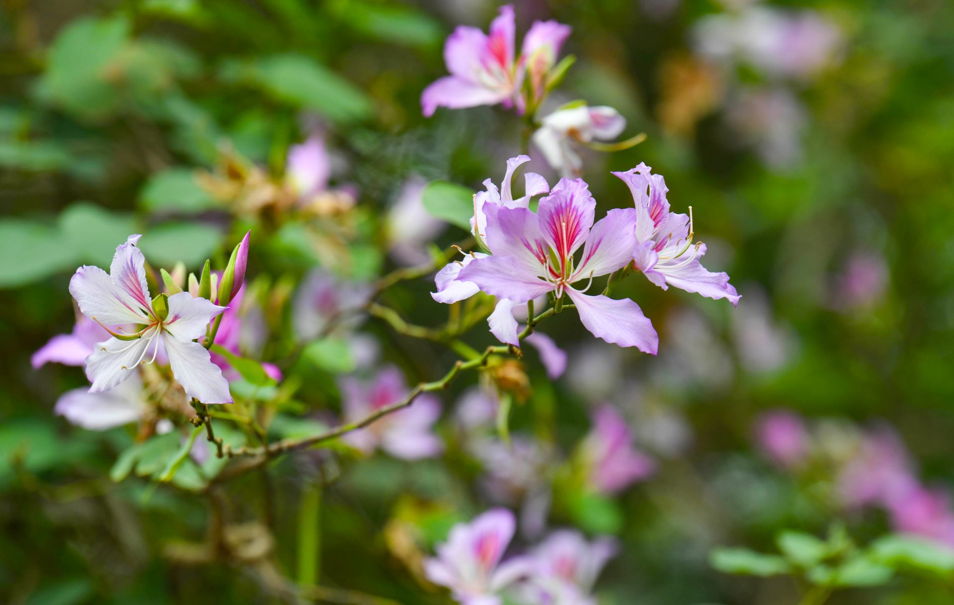 港城春深花满城