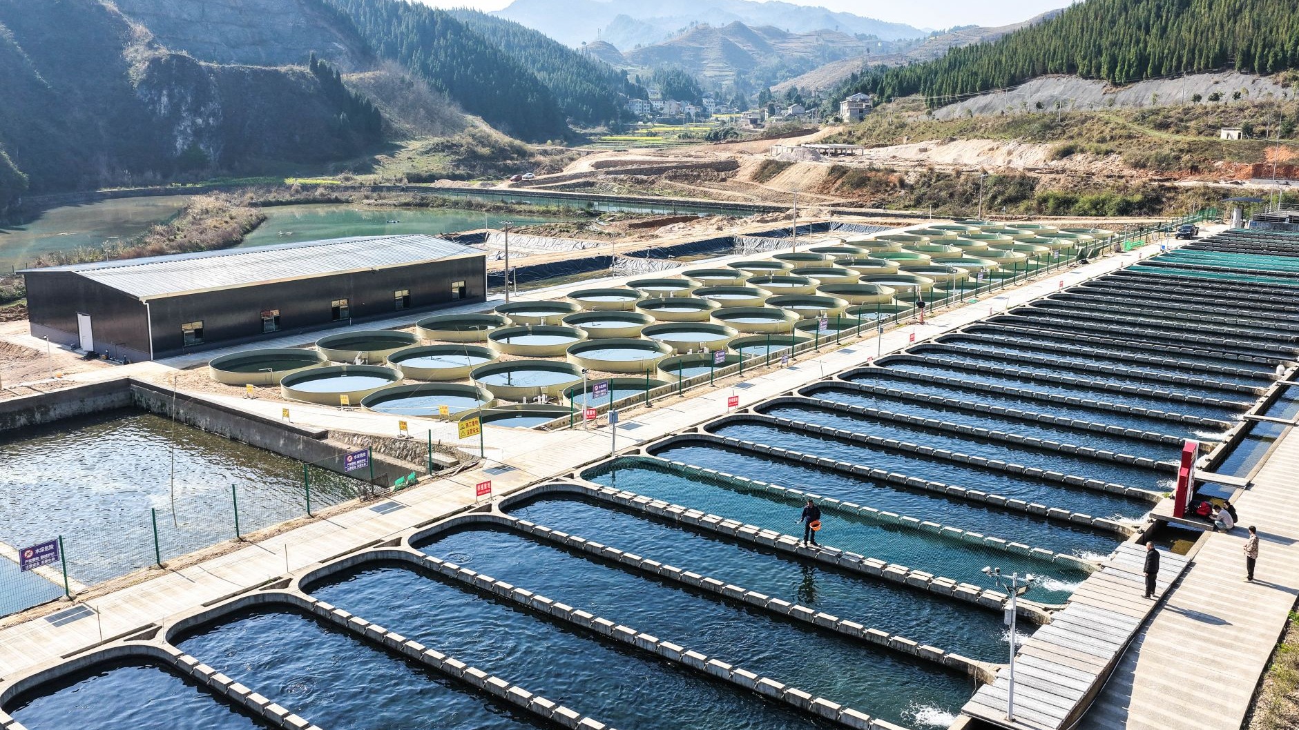 贵州岑巩：深山里“游”出三文鱼