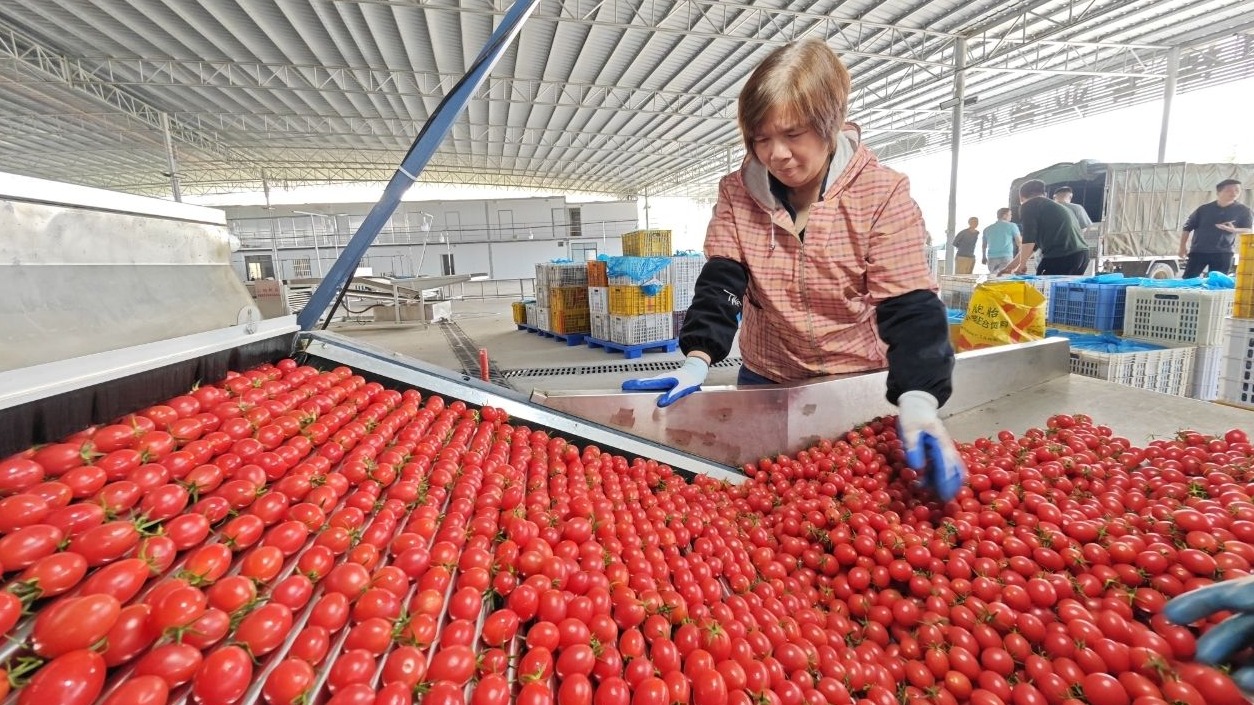 小小圣女果农博会斩获长期大单