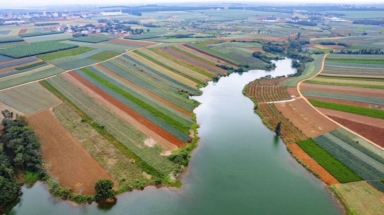 寄递赋能“甜蜜产业” 徐闻菠萝新鲜“飞”向全国