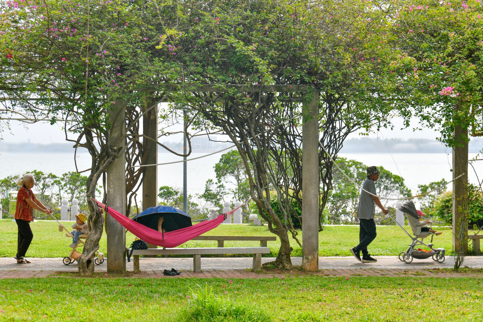 爱护绿化，请勿在观海长廊簕杜鹃上挂吊床
