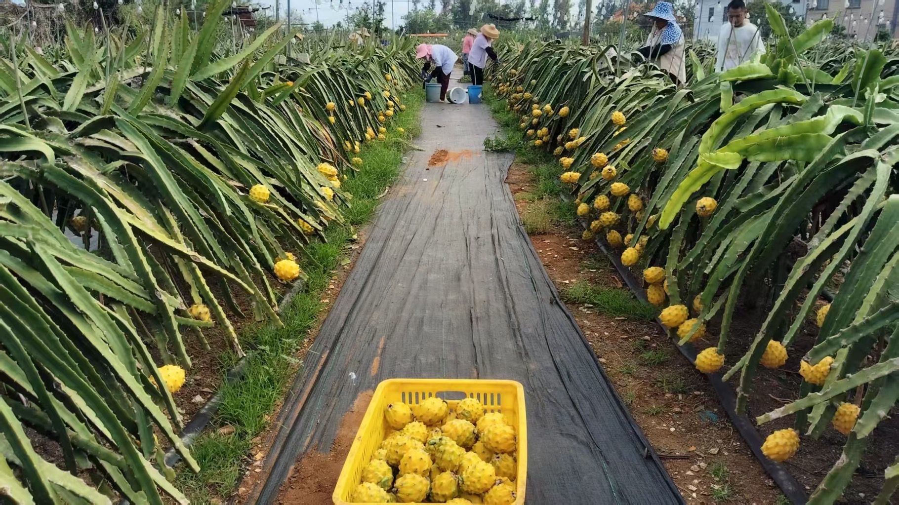 人民日报聚焦硇洲岛燕窝果&nbsp;火山红土种出“黄金果”