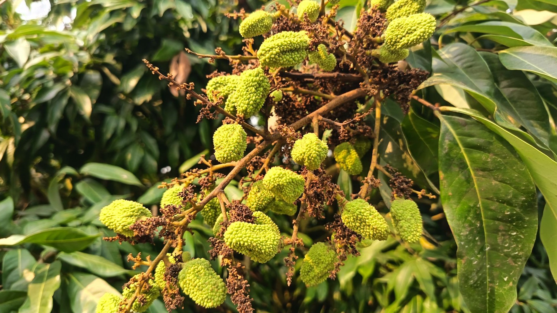 蜂鸣荔乡酿振兴 廉江良垌绘就蜜果共生共富新画卷