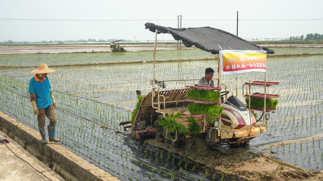 稻田里的“绿色魔法”——雷州市松竹镇用一张地膜铺就绿色致富路