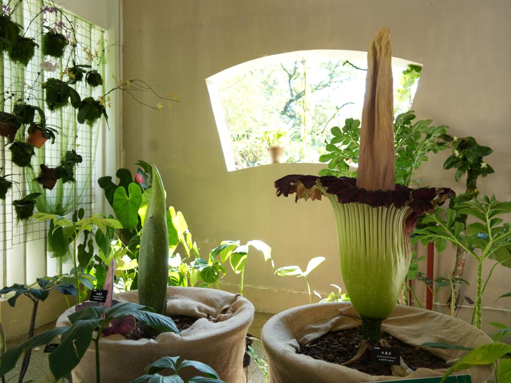 <span>中国科学院西双版纳热带植物园巨魔芋进入盛花期</span>