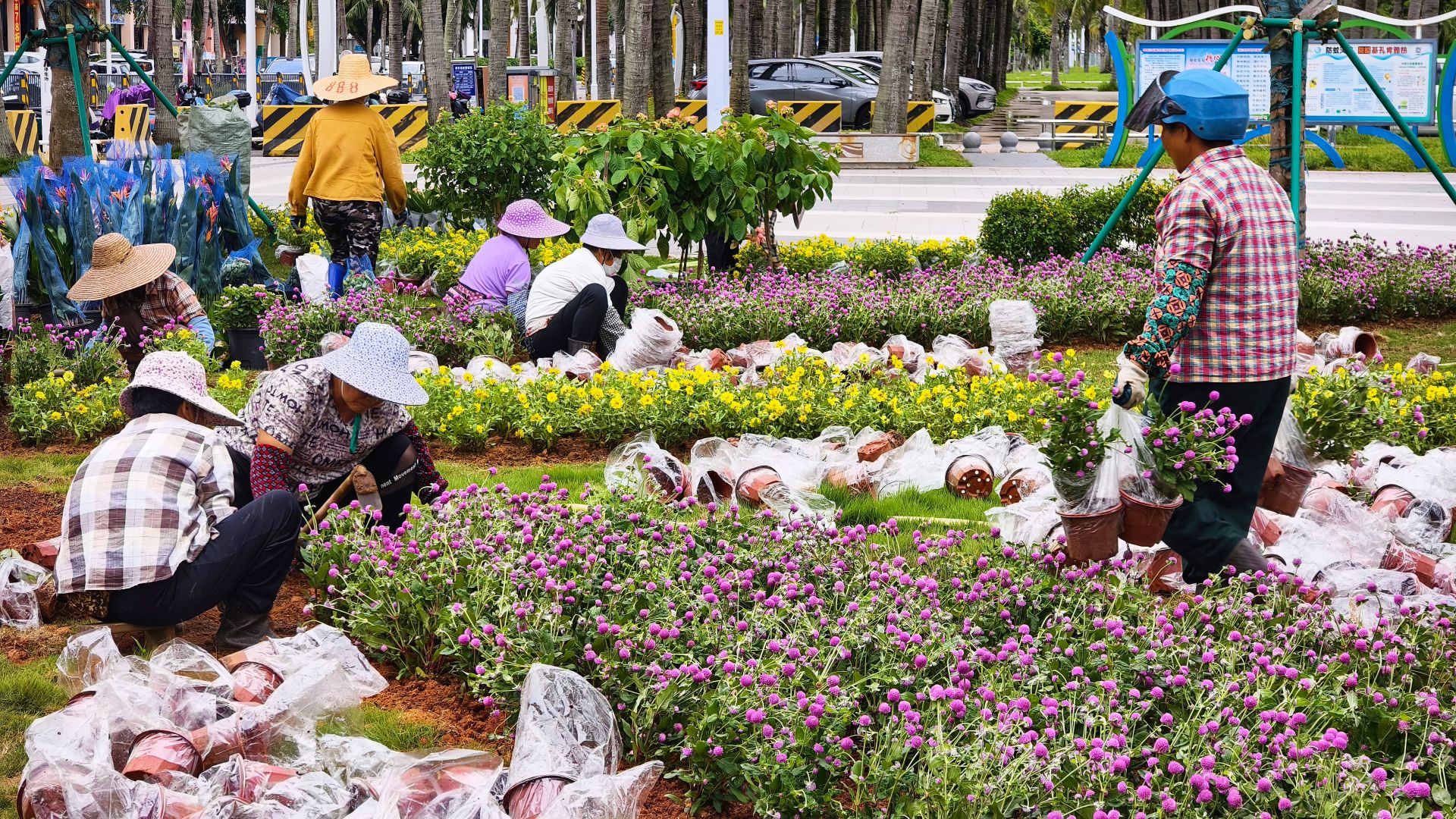 五千盆时花扮靓观海长廊