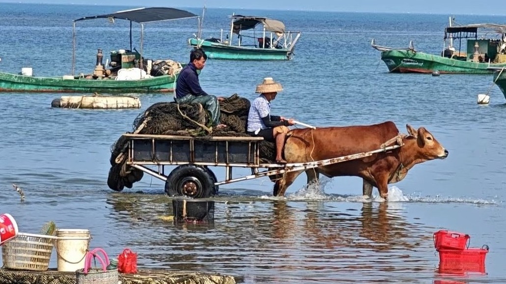“牛车海里拉海鲜”？没错，这一“奇观”就在湛江！