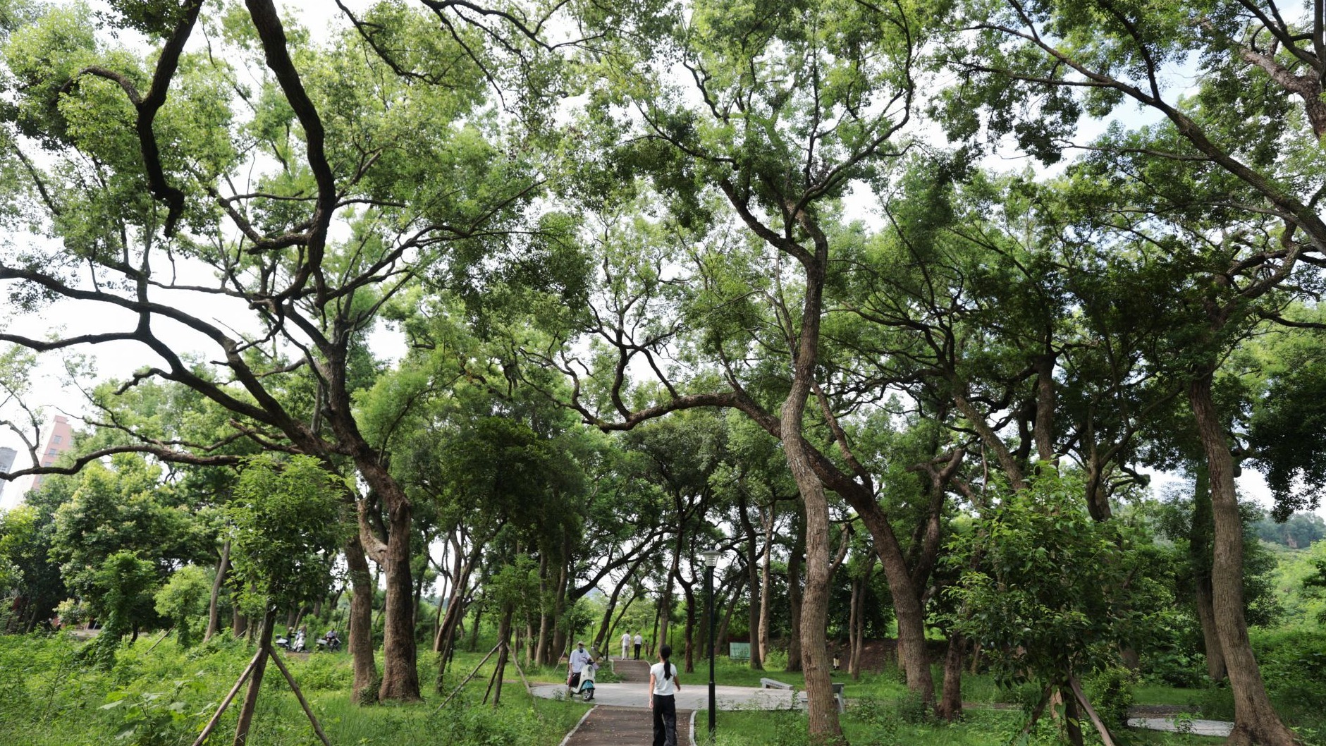 从“独木成林”到古树公园！湛江把古树变成乡村最美风景线