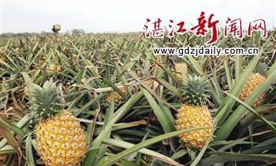 成熟的菠萝，金澄澄，亮堂堂。