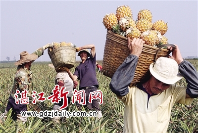 现在是菠萝成熟的季节。