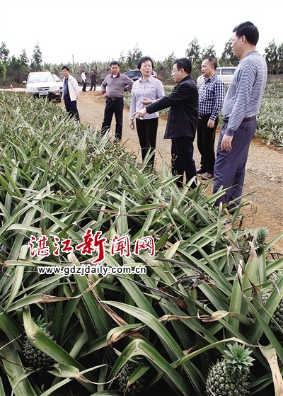 该县经常组织客商到菠萝产地参观考察。