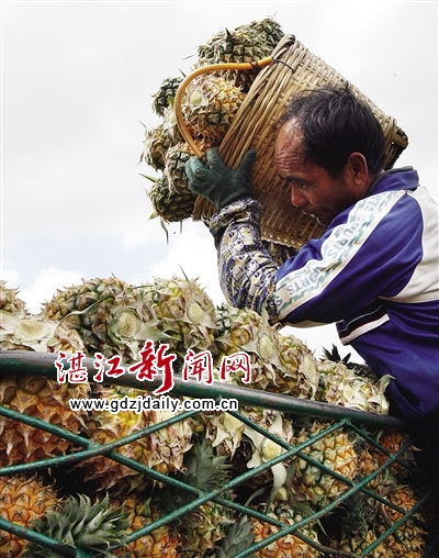 果农正在装车。