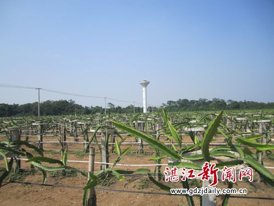 火龙果长势喜人
