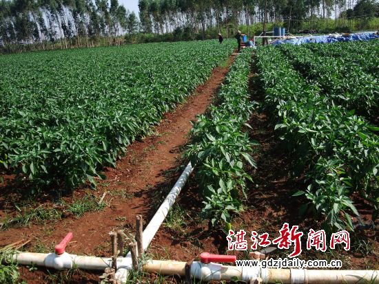 拉通管网,铺上塑料薄膜,保水保肥,发展现代农业最见实效
