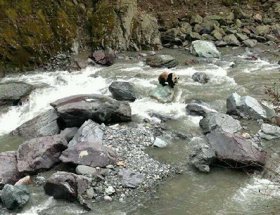 网曝四川黑水河现野生大熊猫 保护区称不知情