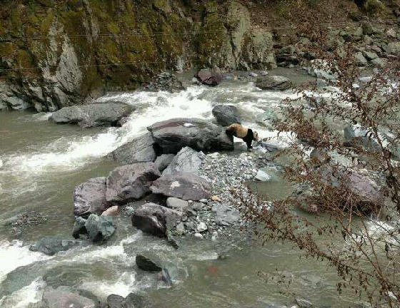 网曝四川黑水河现野生大熊猫 保护区称不知情