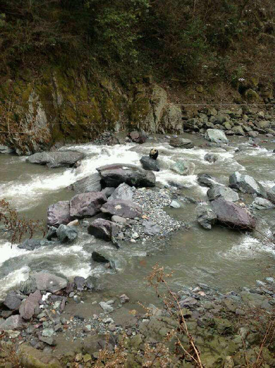 网曝四川黑水河现野生大熊猫 保护区称不知情