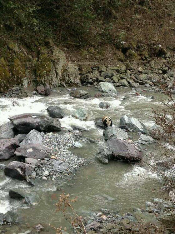网曝四川黑水河现野生大熊猫 保护区称不知情