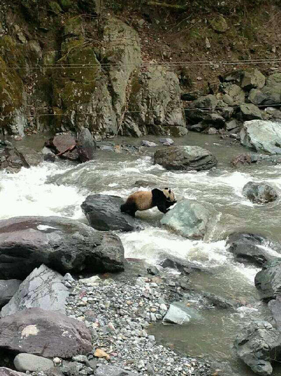 网曝四川黑水河现野生大熊猫 保护区称不知情