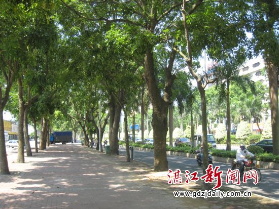 人民大道的路树是桃花心