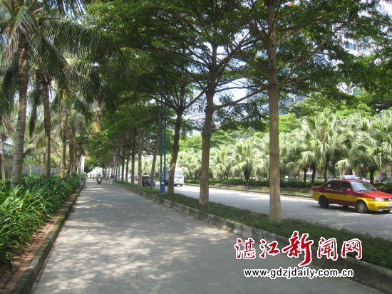 军民路隔车带的小叶榄仁令慢车道和机动车道都受益