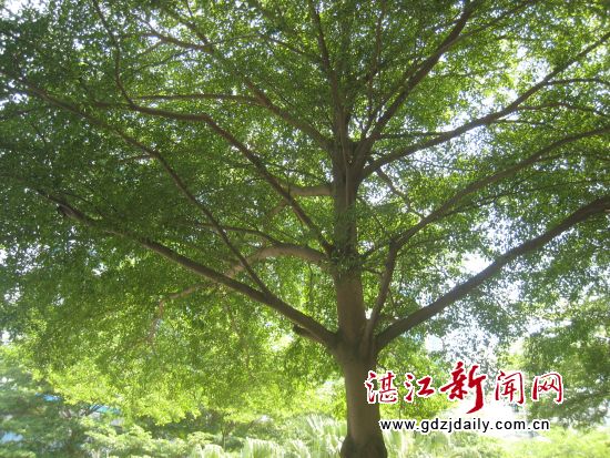 小叶榄仁不但遮荫效果一流,观赏性也堪佳