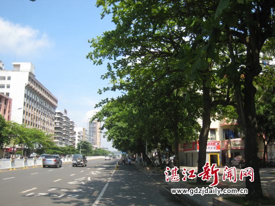 海北路的路树是大叶榄仁