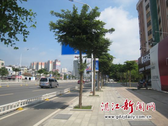 海滨大道原来的椰树更换为小叶榄仁