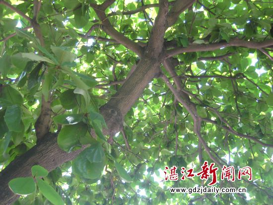 看,大叶榄仁的能量