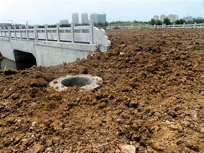 泗洪多条新修柏油路被盖上土种黄豆,路面被盖住后,桥栏杆和地下管道井仍十分醒目。
