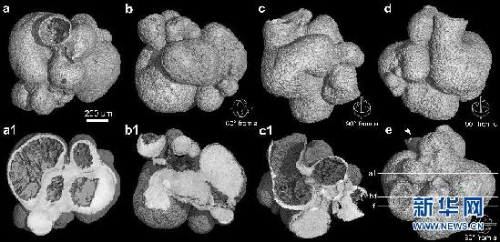 （国际·图文互动）（2）中国发现地球最古老原始动物化石