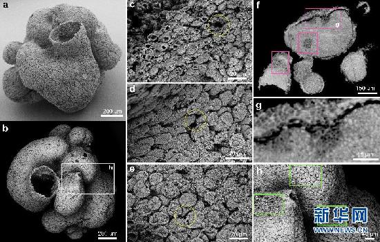 （国际·图文互动）（3）中国发现地球最古老原始动物化石