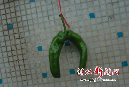 一条“双胞胎”辣椒 (陈小宁 摄)