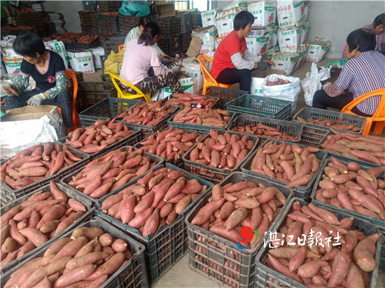 北坡红薯万里香 3万亩春薯高价冲向北方市场