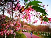 廉江櫻花公園擬評定為國家3A級旅游景區(qū)