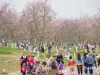 廉江櫻花公園擬評定為國家3A級旅游景區(qū)