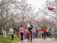 廉江櫻花公園擬評定為國家3A級旅游景區(qū)