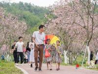 廉江櫻花公園擬評定為國家3A級旅游景區(qū)